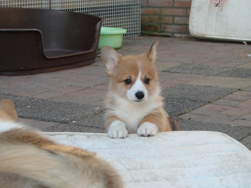 Puppies